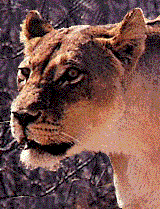 Gif animé lionne